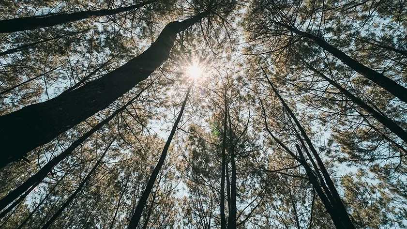 Hutan pinus